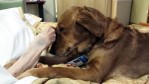 facebook-jj-the-hospice-therapy-dog